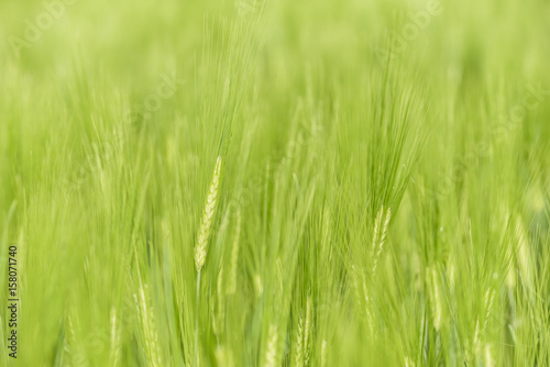 Green unripe barley. Nature background of cereal growing on field.