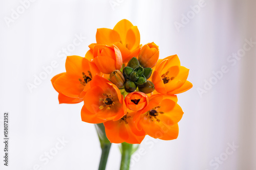 Närbild på en vacker orange afrikansk lilja photo
