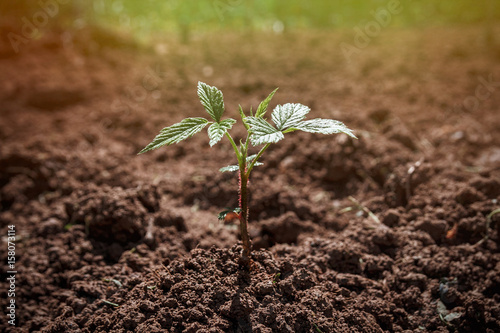 Nature: a young raspberry sprout grows out of the earth with sunlight photo