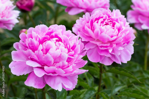  pink peony grows on a flower bed