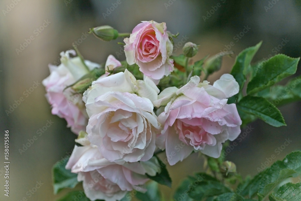 Fototapeta premium rose pink