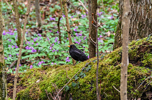 Wallpaper Mural Common blackbird (Turdus merula) with orange beak in mountain forest, close up outdoor flower background Torontodigital.ca