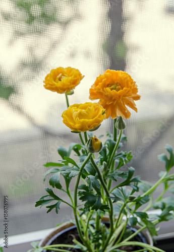 Yellow Ranunculus flowers at window, Ranunculaceae family. Genus include the buttercups, spearworts, and water crowfoots