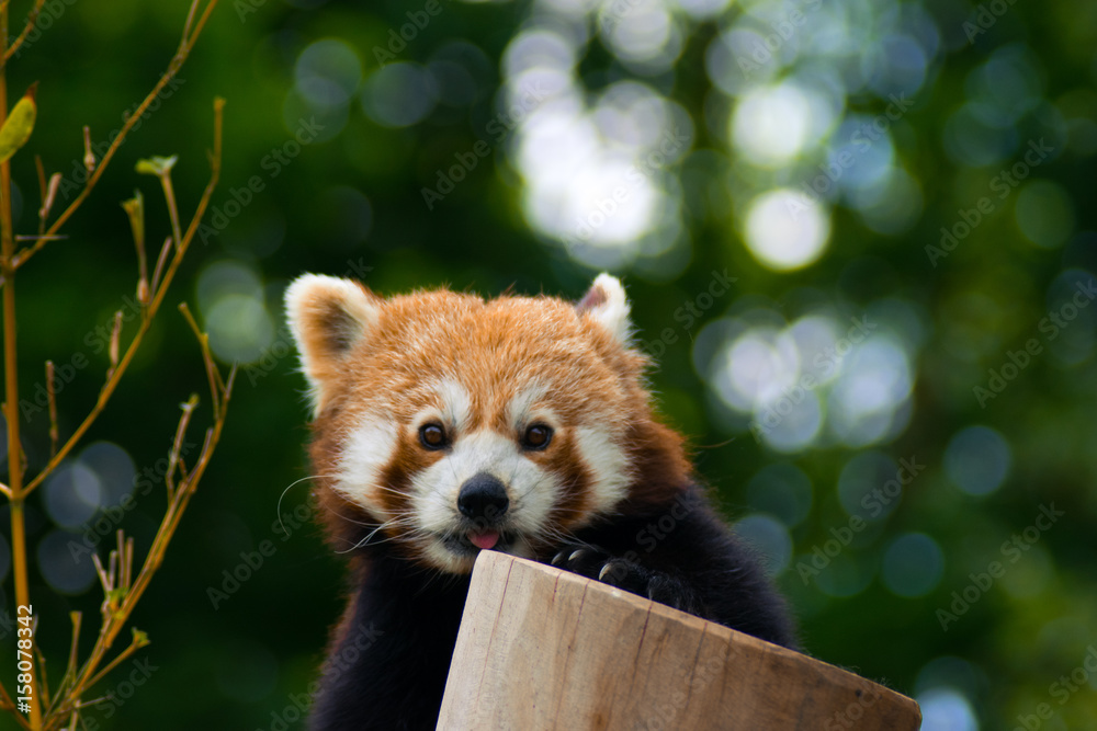 42 Best Cute Red Panda Images Stock Photos Vectors Adobe Stock 42 Best Cute Red Panda Images Stock Photos Vectors Adobe Stock