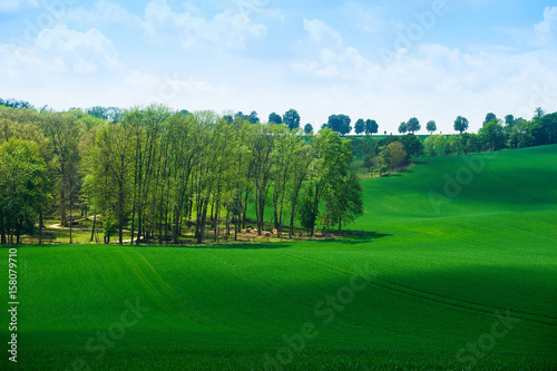 Beautiful green field summer landscape