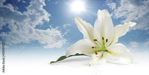 Pure white Lily against a sunny blue sky - lily head in foreground   with fluffy clouds and sunny blue sky behind  photo