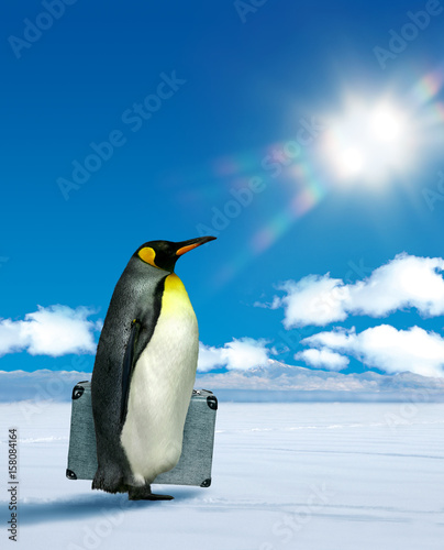 Penguin planning to travel