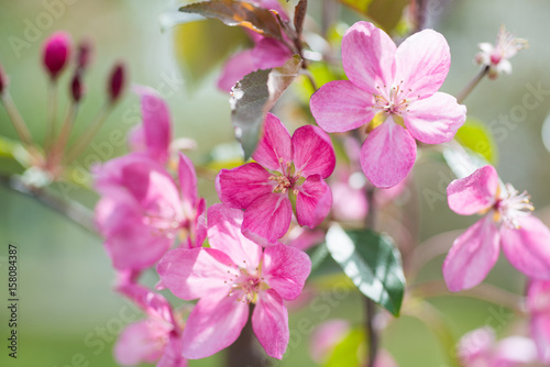 Blossom of pink sakura flowers