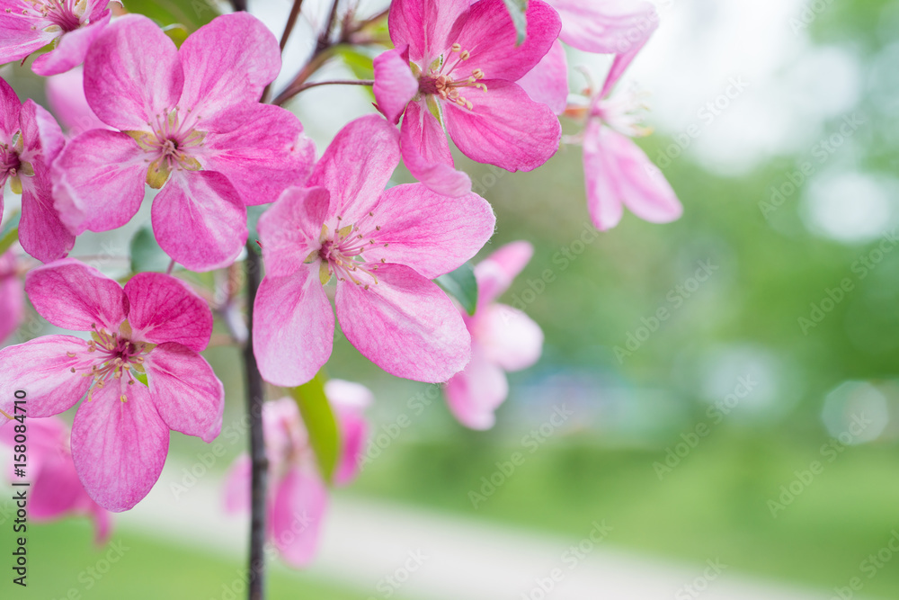 Obraz premium Blossom of pink sakura flowers
