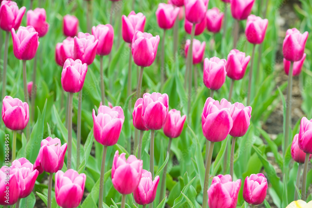Pink tulips in the park Pink tulips in the park