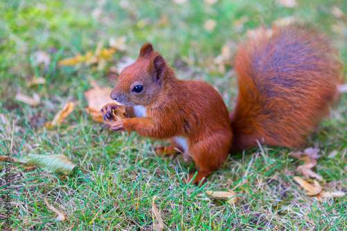 red squirrel on grass © Adam Wasilewski