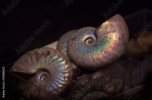 Ammonoids