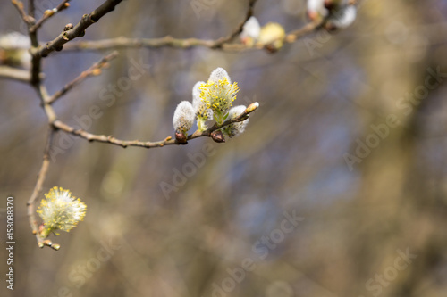 Willow blossoms