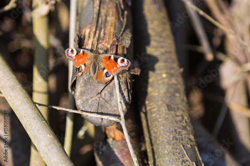 Lumber with injured peacock butterfly