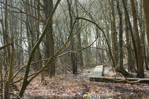 walkway through the forest