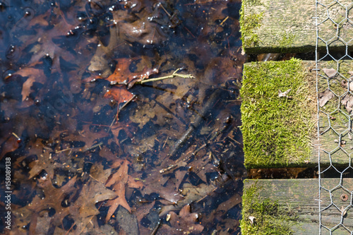 closeup walkway with moss over the pond