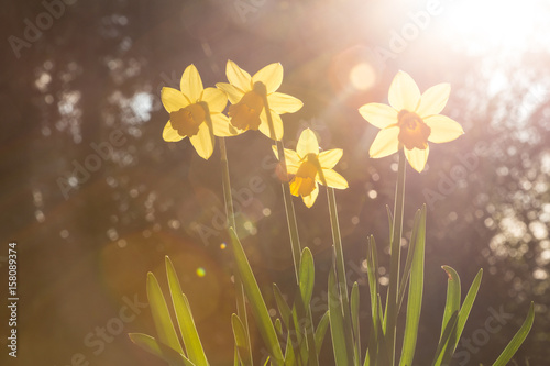 Daffodils backlit