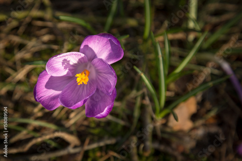Purple crocus