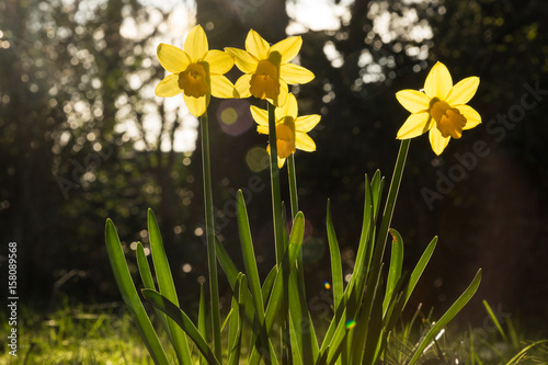 Daffodils