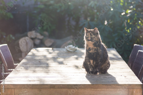 Tortoiseshell cat in the garden