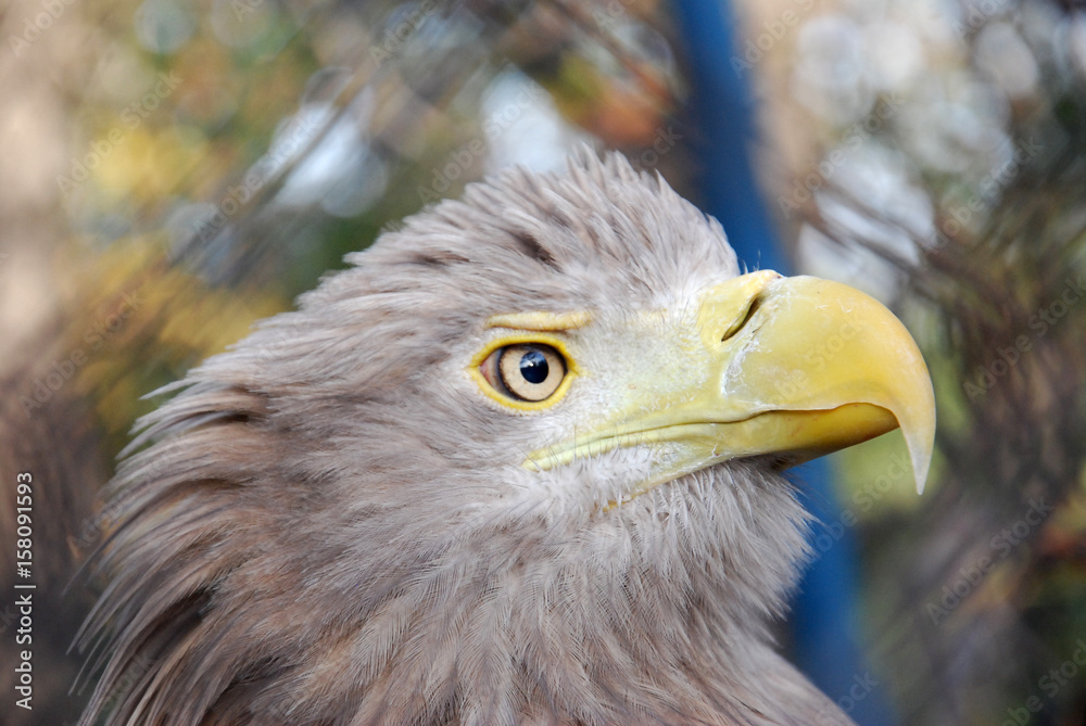 Portrait of a juvenile White-tailed eagle (Haliaeetus albicilla) Portrait of a juvenile White-tailed eagle (Haliaeetus albicilla)