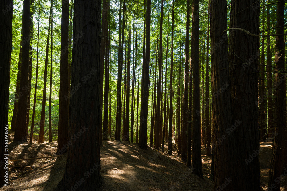 Obraz premium redwood forest