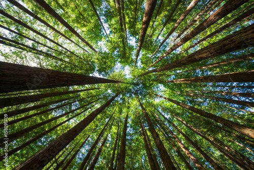 redwood secuoya © Paco