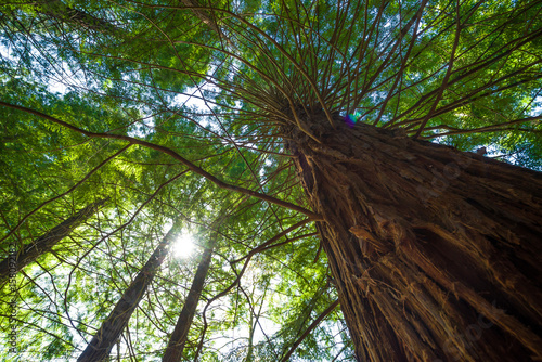 redwood secuoya photo