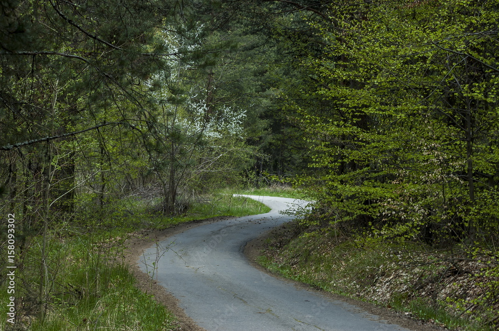 Fototapeta premium Forest and various trees with new leaf, blossom and road in springtime at Plana mountain, Bulgaria