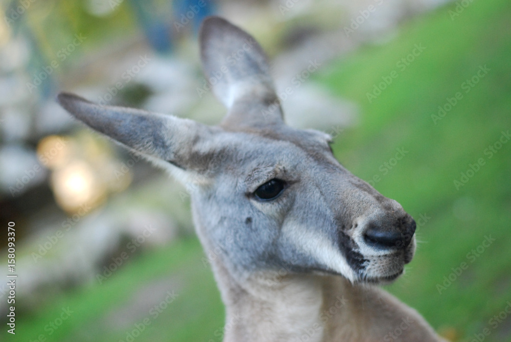 Portrait of a kangaroo, kangaroo close up