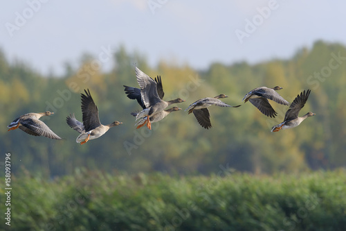 Bean goose Anser fabalis - flock in flight during autumn migration