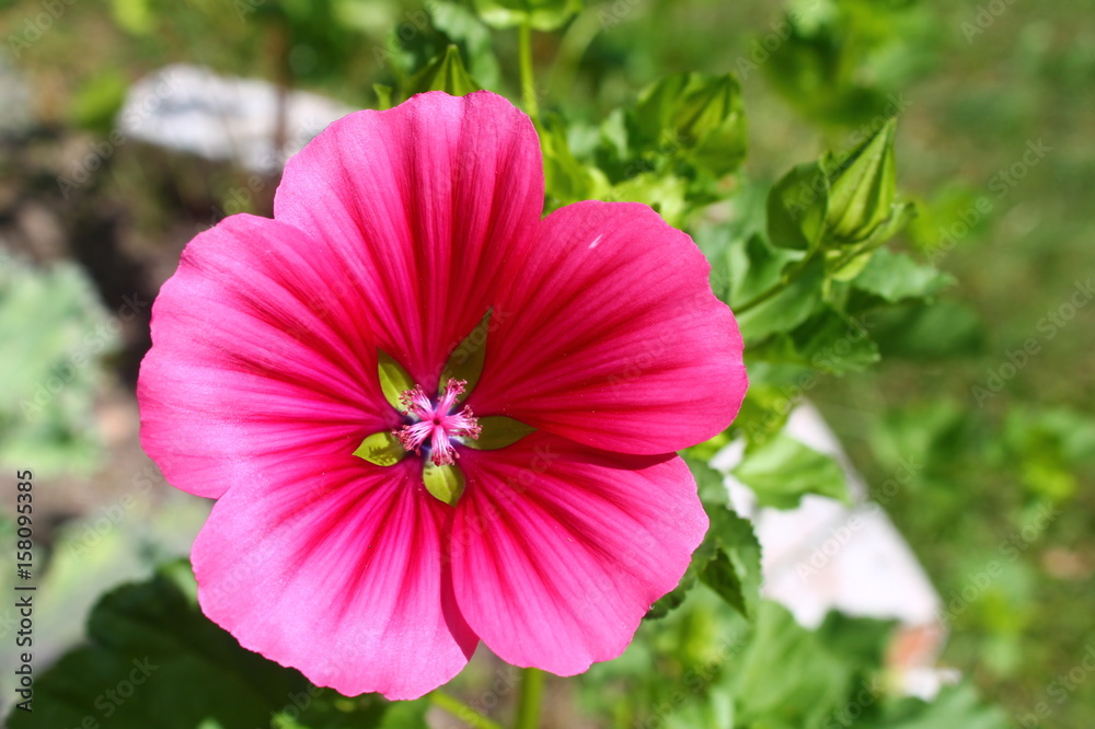 A bright pink flower. A plant, nature.