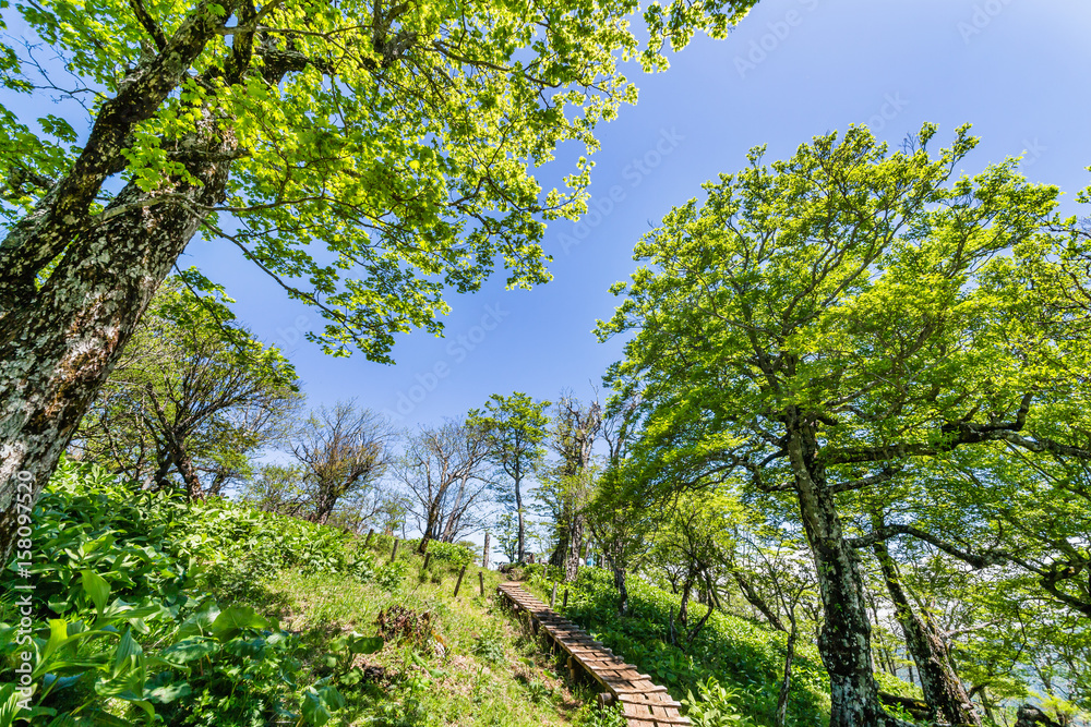 登山道 登山道