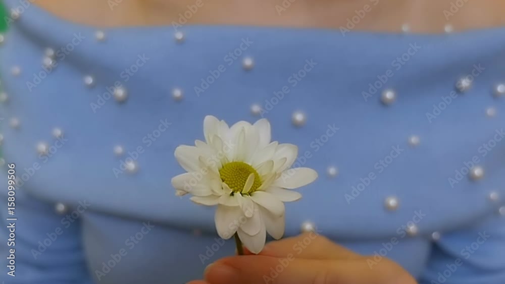 A white flower in the girl's hand. Chamomile A white flower in the girl's hand. Chamomile