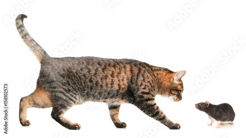 Cute cat isolated on white © Africa Studio