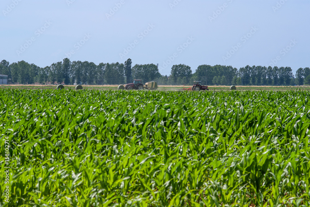 Fototapeta premium attività agricola