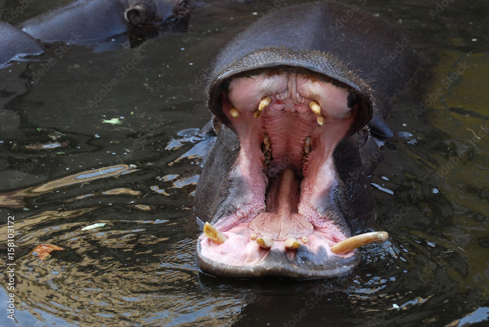 Big mouth of hippo. Dangerous animal. Hippo open his mouth Stock Photo |  Adobe Stock