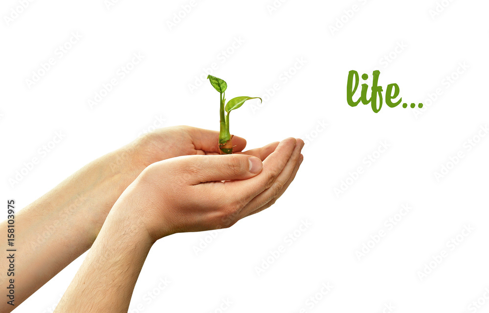 Green sprout plants in the hands of a young man on white background