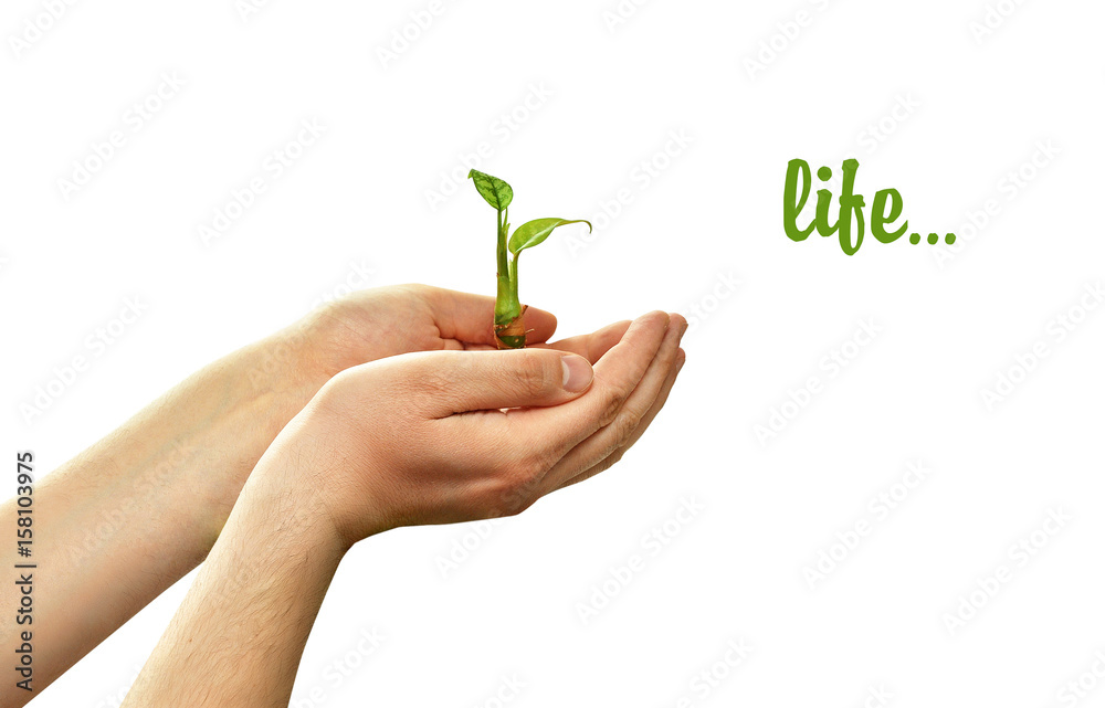 Green sprout plants in the hands of a young man on white background Green sprout plants in the hands of a young man on white background