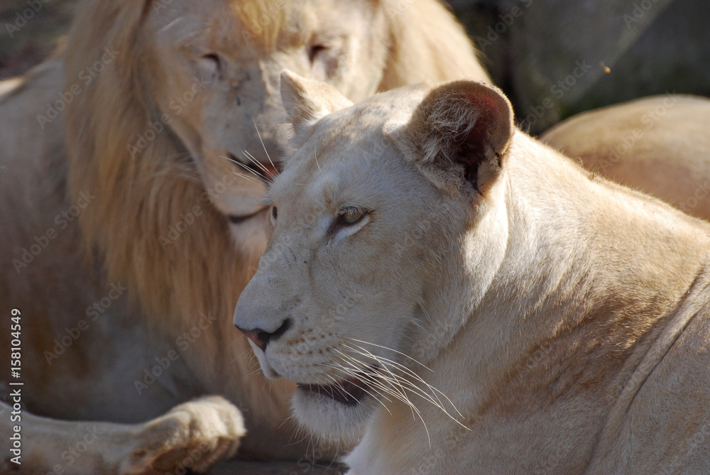African lion resting in a shade. Couple of lions resting