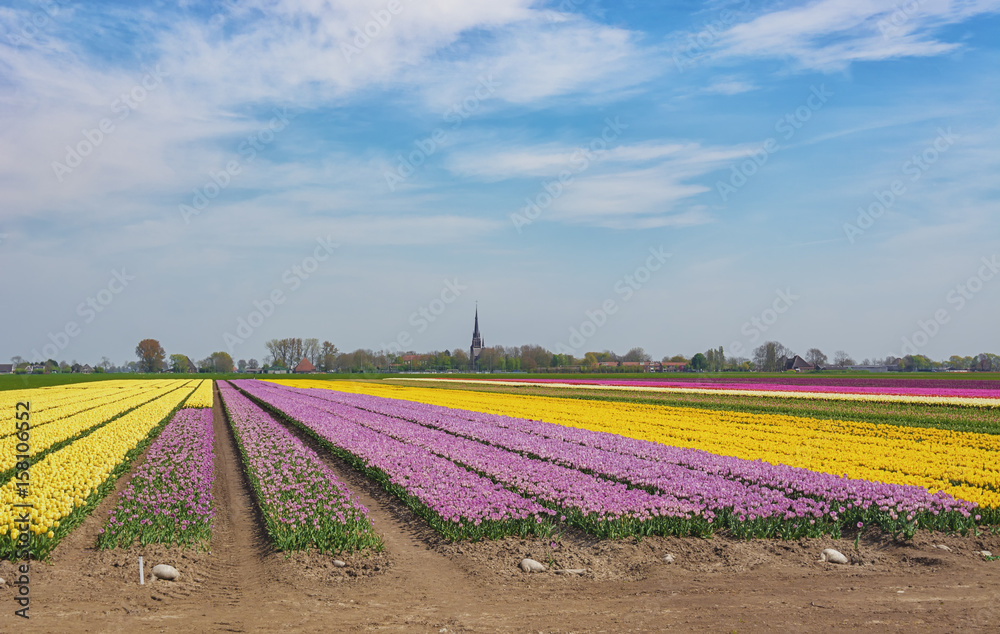The beautiful and colorful Dutch tulips fields with in the background the church tower of a small village