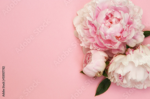 Rosa pastell farbige Pfingstrosen auf rosa Hintergrund