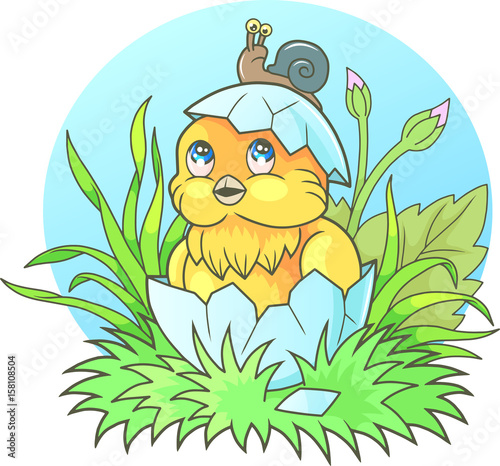 little cute chicken hatched from an egg
