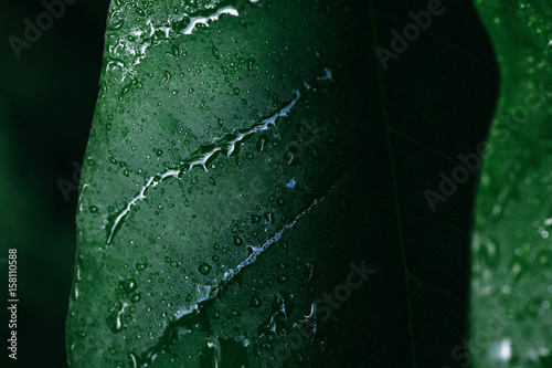 Early dew on a dark green leaf