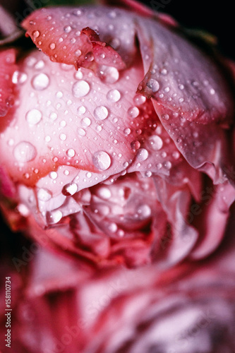 Pink roses covered with drops of water