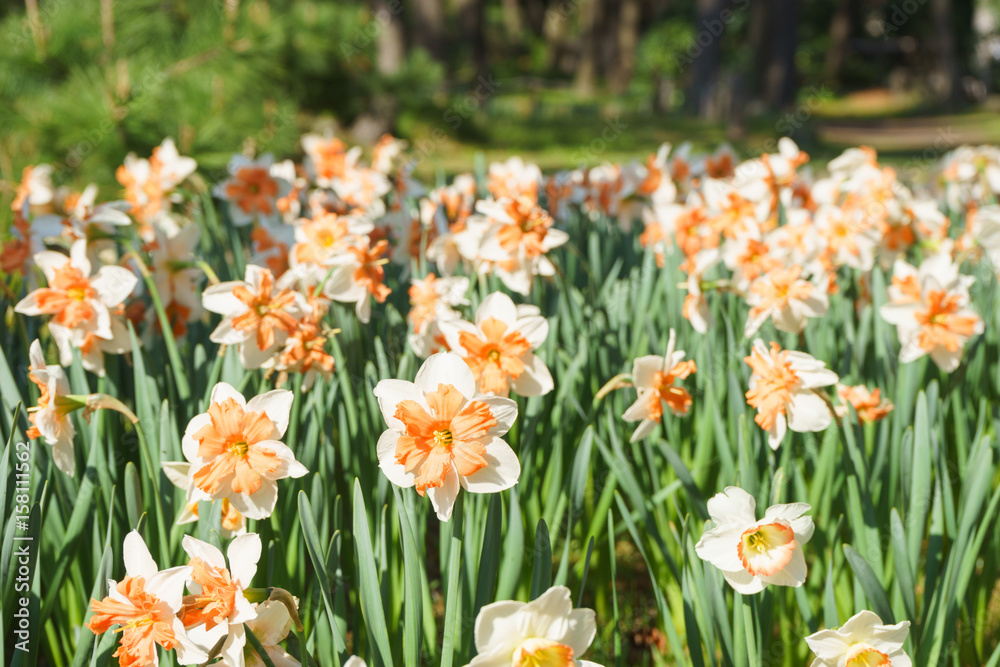 スイセンの花 スイセンの花