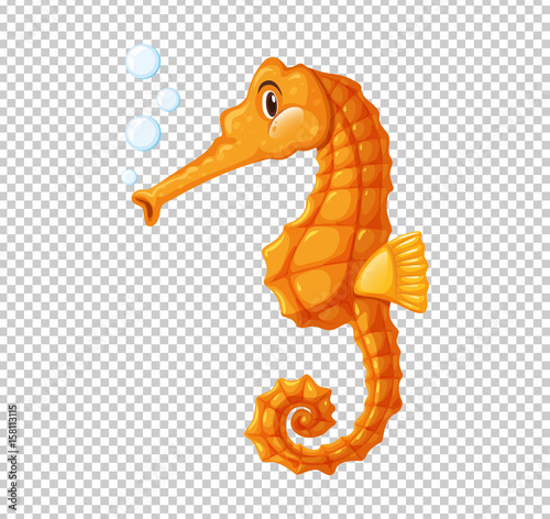 Orange seahorse blowing bubbles
