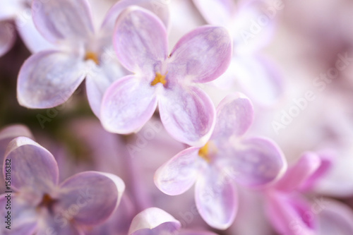 Bunch of beautiful lilac flowers, closeup