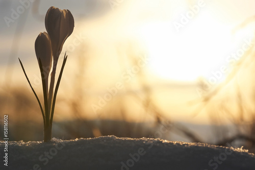 Bild auf Leinwand The first snowdrops on the spring meadow