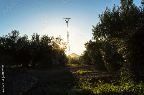 Andalusian landscape with olive trees at sunrise in Spain on a day in spring